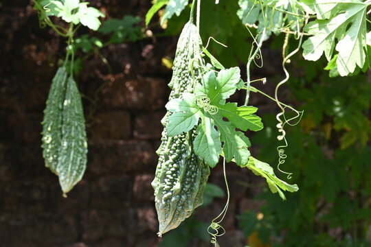 Momordica charantia. Its other common &nbsp;names  bitter melon, bitter gourd, karela, bitter squash, momordica and balsam pear. Its originated in India. Creeper vegetable.