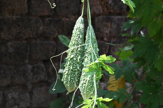 Momordica charantia. Its other common &nbsp;names  bitter melon, bitter gourd, karela, bitter squash, momordica and balsam pear. Its originated in India. Creeper vegetable.