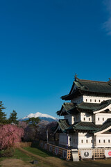 Fototapeta premium 満開の桜と弘前城天守閣と残雪の岩木山