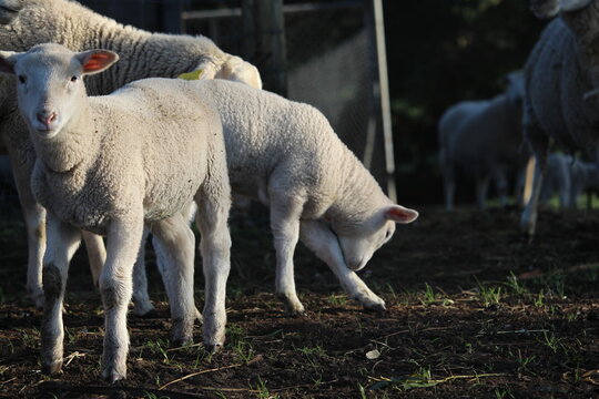 Lambs