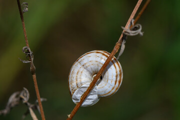 Macro capture of a striped snail shell resting on a dry plant stem © Михаил Шорохов