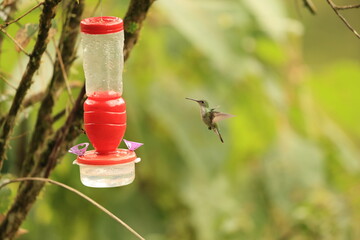 The white-bellied hummingbird (Elliotomyia chionogaster chionogaster) is a species of hummingbird in the "emeralds", tribe Trochilini of subfamily Trochilinae. This photo was taken in North Peru. © feathercollector
