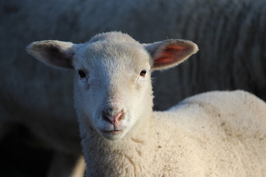 Lamb