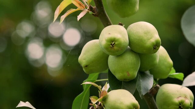 close up of a green apple tree