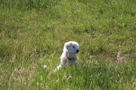 Maremma Sheepdog