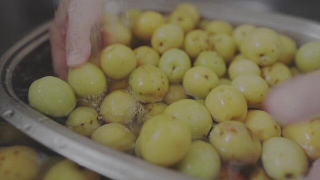 Close-up of washing Japanese fresh green plums with hands in water for making homemade umeboshi