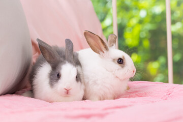 Naklejka premium Lovely bunny easter rabbit relaxing in living room with flowers garden background. Fluffy baby rabbit, lovely mammal with colourful easter eggs. Animal easter symbol concept.