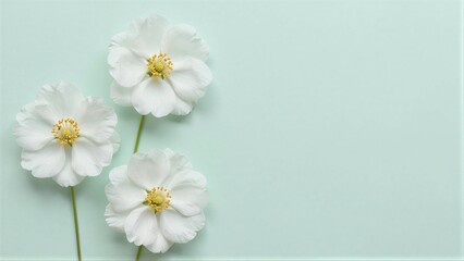 Obraz premium Three delicate white flowers with yellow centers rest on a soft mint background.