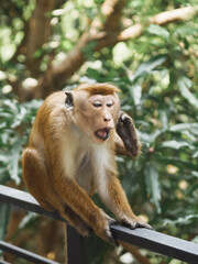 Playful Monkey Sitting On Railing In Lush Tropical Forest Wildlife Habitat © Buyanskyy Production