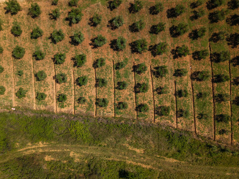 Aerial view of an olive orchard with neatly planted rows of trees in the rural landscape of Belsh, Qarku i Elbasanit, Albania.