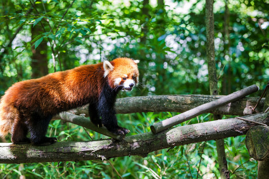 Red panda close-up looking at camera in tree, red panda portrait in Chengdu, China