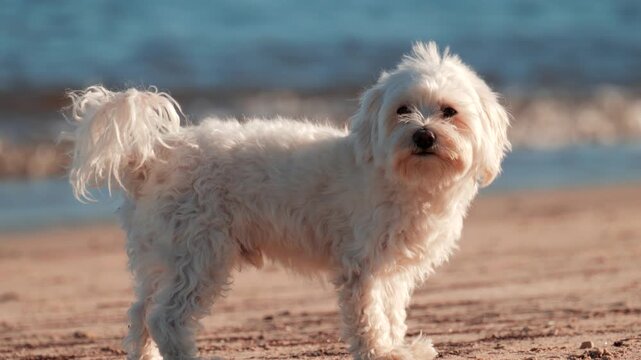Cute white maltese dog standing on sandy beach looking at ocean waves.