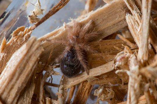 Top view of a Chaco golden knee tarantula spiderling.