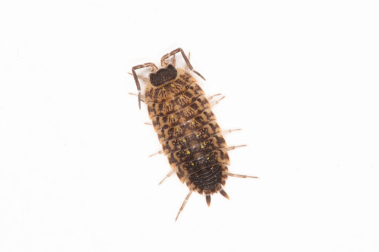 Top view of a Brickwork Woodlouse on a white background.