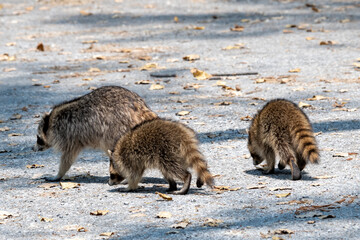 A pair of young Racoons foraging on the ground next to an adult Racoon. © silukstockimages