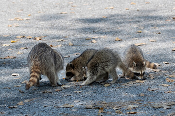 Young Racoons foraging on the ground next to an adult Racoon. © silukstockimages