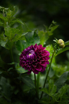 Dhalia Flower 
