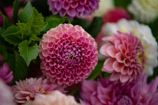 Dhalia Flower 