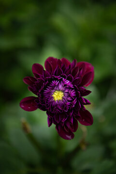 Dhalia Flower 