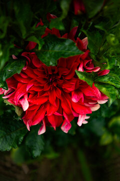 Dhalia Flower 