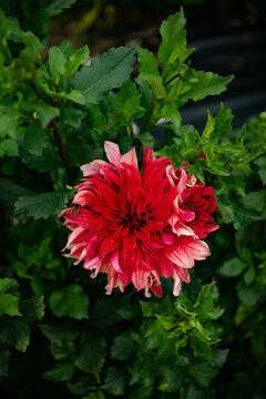 Dhalia Flower 