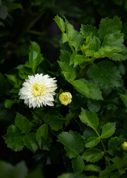 Dhalia Flower 