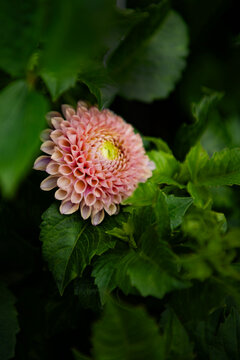 Dhalia Flower 