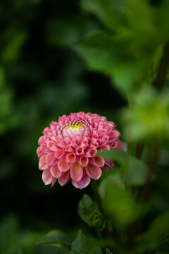 Dhalia Flower 