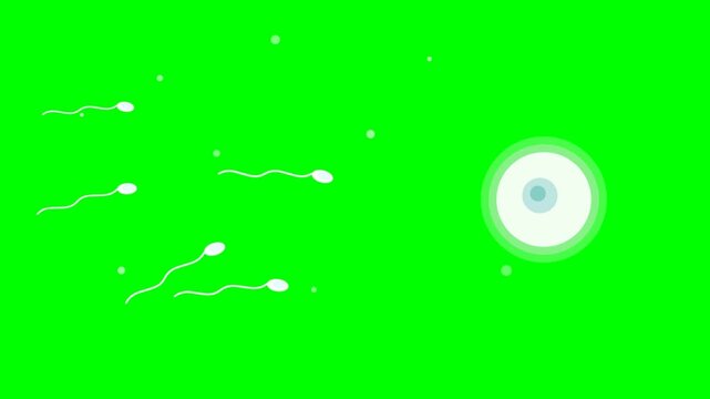 Sperm cells swimming towards an egg cell on a green screen background, representing fertilization and reproduction.