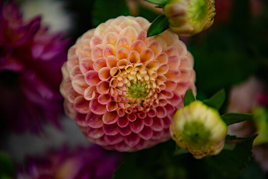 Dhalia Flower 