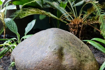 Fototapete Badezimmer A natural rock feature set against a background of dense green plants and small palm fronds.  © Ink N Propeller