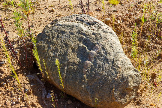 Large migmatite boulder featuring a striking pink quartz and feldspar vein cutting through dark grey gneiss rock in a dry natural landscape setting