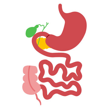 Human digestive system illustration with stomach, intestines, and bile duct highlighted in red