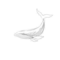 hand drawn vector illustration of a whale  © Fajr