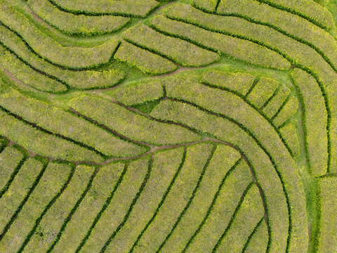 Aerial view of the lush green rows of the Gorreana Tea Plantation, showcasing the intricate patterns of the tea bushes in Maia, Acores, Portugal.