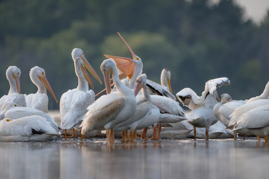 A pelican throws its head back, engaging in a bill throw behavior.