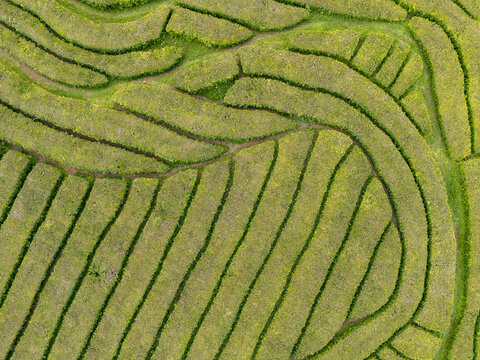 Aerial view of Gorreana Tea Plantation with lush green tea bushes arranged in curved, rhythmic rows across the rolling landscape in Maia, Acores, Portugal.
