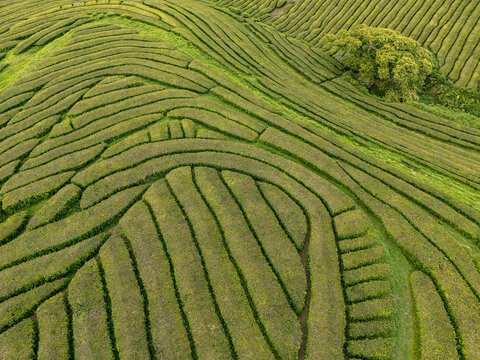 Aerial view of the lush green rows of the Gorreana Tea Plantation, with rolling hills and a small cluster of trees in the landscape of Maia, Acores, Portugal.