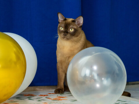 Portrait of a champagne Burmese cat sitting on a floral pattern carpet next to festive round balloons in front of a bright blue fabric.