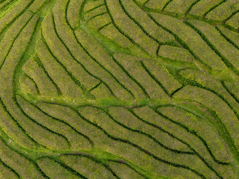 Aerial view of Gorreana Tea Plantation featuring lush green tea bushes arranged in rhythmic curved rows across the rolling landscape of Ribeira Grande, Acores, Portugal.