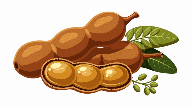 tamarind fruit and leaves illustration