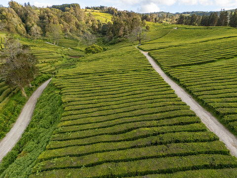 Aerial view of the Gorreana Tea Plantation featuring vibrant green tea bushes planted in precise rows across rolling hills and dirt pathways in Maia, Acores, Portugal.