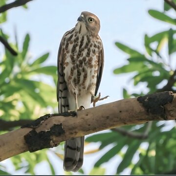 Small Indian goshawk shikra bird of prey resting on a wooden branch stock photo