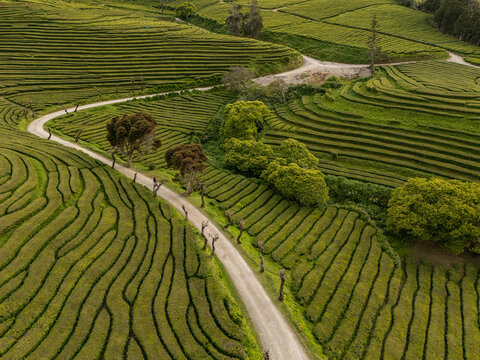 Aerial view of Gorreana Tea Plantation with lush green tea bushes arranged in terraced rows along a winding dirt path in Maia, Acores, Portugal.