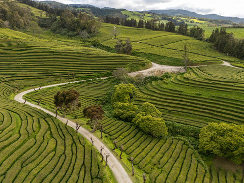 Aerial view of Gorreana Tea Plantation with lush green terraced tea rows, a winding dirt road, and rolling hills in Maia, Acores, Portugal.