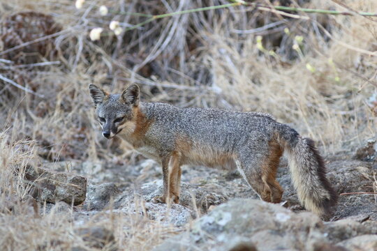 Canyon Fox