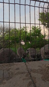 A group of raccoons gathered behind a wire fence in an urban environment, with several animals approaching and looking toward the camera. The raccoons appear accustomed to human presence.