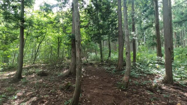 平標山　登山道