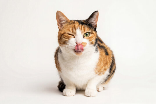 Cute calico cat winking and licking its nose on white surface