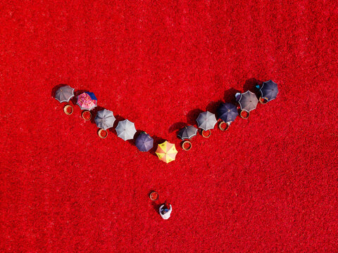Aerial view of workers with umbrellas picking and drying red chilies on a vast field in Bogura, Rajshahi Division, Bangladesh.